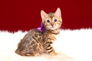 ベンガルの子猫2018年4月24日生　504番パープル