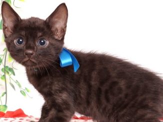 ベンガルの子猫 2019/6/6生 733番ブルー オス7