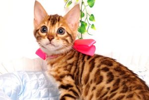 ベンガルの子猫 2019/6/9生 734番ピンク メス1