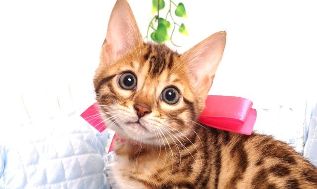 ベンガルの子猫 2019/6/9生 734番ピンク メス1-DSC09426 ベンガルの子猫 2019/6/9生 734番ピンク メス2