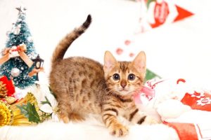 ベンガルの子猫2016年10月10日生まれ 271番ピンクちゃん