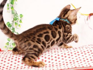 ベンガルの子猫 2019/6/24生 737番ブルー オス6