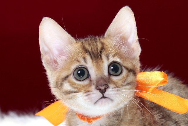 ベンガルの子猫 2016年12月28日生まれ　289番オレンジちゃん