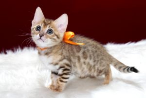 ベンガルの子猫2016年12月8日生まれ　289番オレンジちゃん