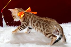 ベンガルの子猫2016年12月8日生まれ　289番オレンジちゃん