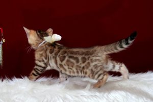 ベンガルの子猫 2016年12月8日生まれ　290番ホワイトちゃん