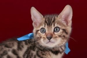 ベンガルの子猫 2016年12月22日生まれ　295番あお君　オス