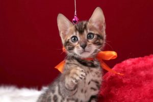 ベンガルの子猫 2016年12月22日生まれ　297番おれんじちゃん　メス