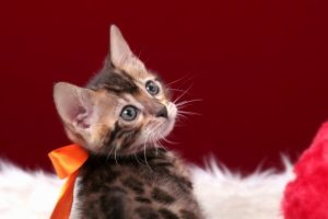 ベンガルの子猫 2016年12月22日生まれ　297番おれんじちゃん　メス