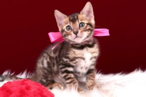 ベンガルの子猫 2016年12月22日生まれ　298番ももちゃん　メス