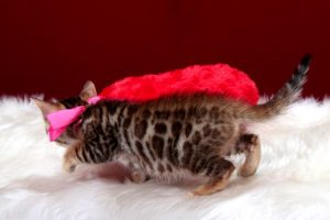ベンガルの子猫 2016年12月22日生まれ　298番ももちゃん　メス