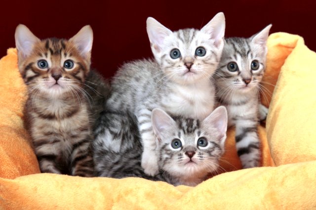 ベンガル猫の性格と飼い方 ベンガル猫は甘えん坊 キャットクレスト公式ページ