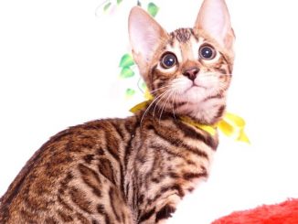 ベンガルの子猫 2019/7/28生 764番イエロー メス1