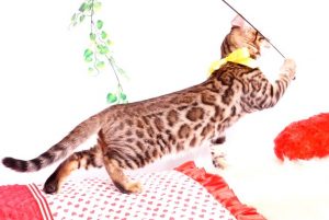 ベンガルの子猫 2019/7/28生 764番イエロー メス6