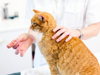 猫 薬