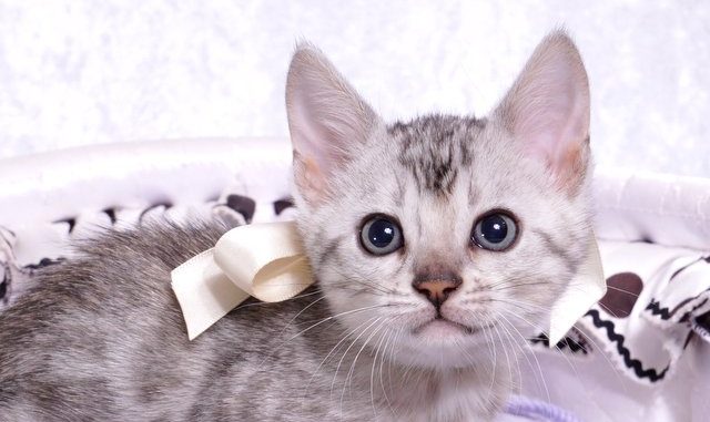 20180922-567-2 ベンガルの子猫 9/22生まれ 567番ホワイトちゃん2