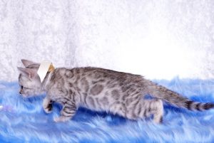 ベンガルの子猫　9/22生まれ 567番ホワイトちゃん5