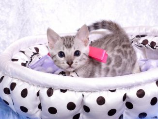 ベンガルの子猫 9/22生まれ 568番ピンクちゃん1