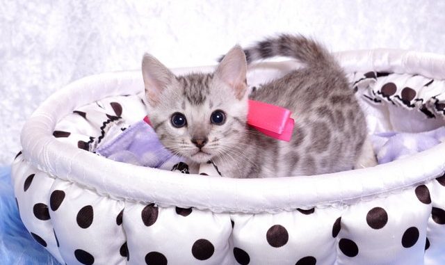 20180922-568-1 ベンガルの子猫 9/22生まれ 568番ピンクちゃん1