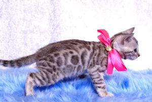 ベンガルの子猫　9/22生まれ 568番ピンクちゃん3