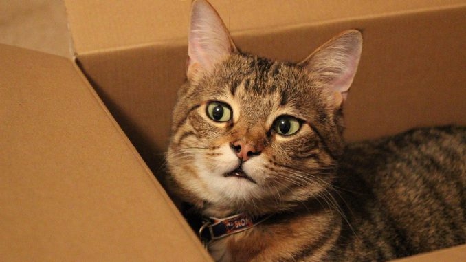 猫 ウィズマル 保護猫