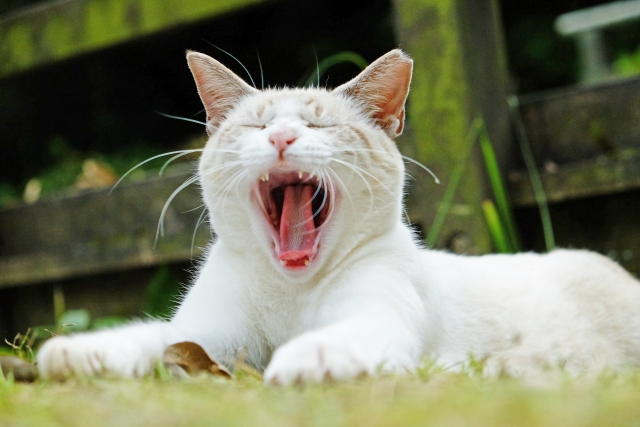 猫の鳴き声には意味がある 鳴き方別の気持ちを紹介 キャットクレスト公式ページ