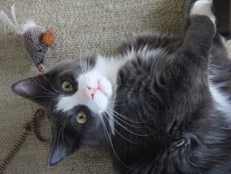 子猫 おもちゃ