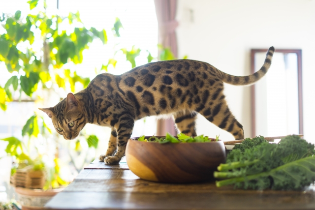 猫にブロッコリーをあげても大丈夫 適量や注意点を解説 キャットクレスト公式ページ