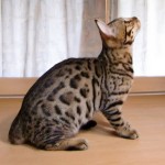 ベンガル猫ナイト11940