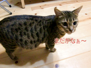 ベンガル猫　ウリの写真