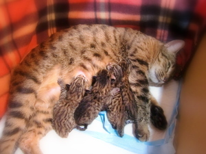 ベンガル猫ウリの子猫出産1