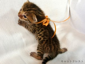 ベンガル猫の子猫1番オレンジちゃん111006-2