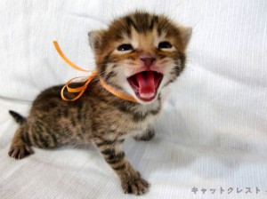 ベンガル猫の子猫1番オレンジちゃん111006-3