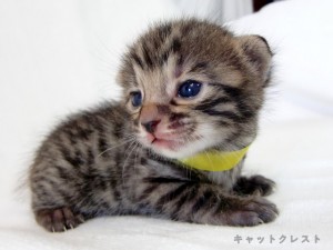 ベンガル猫の子猫3番きいろちゃん111006-2