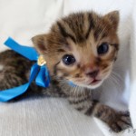 ベンガル猫の子猫5番ブルーくん111006-1