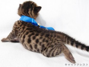 ベンガル猫の子猫5番ブルーくん111006-2