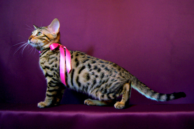 ベンガルの子猫16番ピンクちゃん