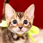 ベンガルの子猫 2017年9月16日生まれ 410番イエロー君　オス