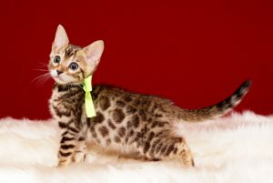 ベンガルの子猫 2017年9月16日生まれ 410番イエロー君　オス