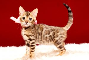 ベンガルの子猫 2017年9月16日生まれ 412番ももちゃん　メス