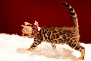 ベンガルの子猫 2017年9月16日生まれ 412番ももちゃん　メス