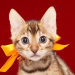 ベンガルの子猫 2017年9月21日生まれ 413番オレンジちゃん　メス