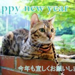 Happy New Year　bengal　cat