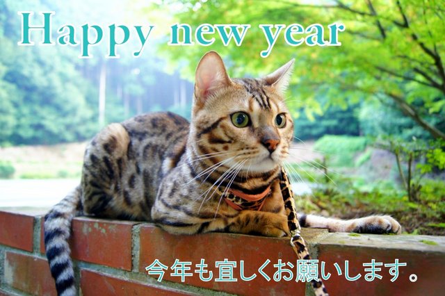 Happy New Year　bengal　cat