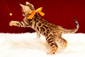 ベンガルの子猫 2017年9月21日生まれ 413番オレンジちゃん　メス