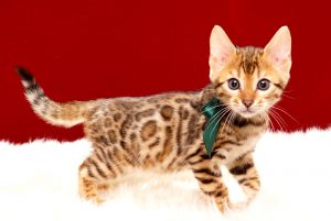 ベンガルの子猫 2017年9月30日生まれ 422番みどり君　オス