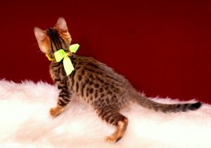 ベンガルの子猫 2016年12月28日生まれ　299番イエローくん
