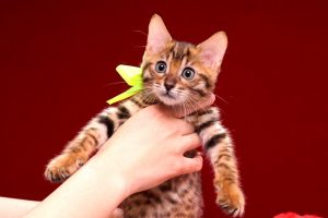ベンガルの子猫 2016年12月28日生まれ　299番イエローくん