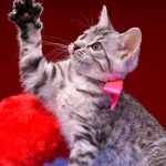 ベンガルの子猫 2016年12月28日生まれ　302番ピンクちゃん