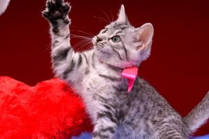 ベンガルの子猫 2016年12月28日生まれ　302番ピンクちゃん